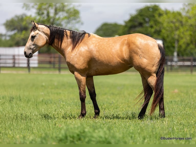 American Quarter Horse Wallach 5 Jahre 152 cm Buckskin in Weatherford TX