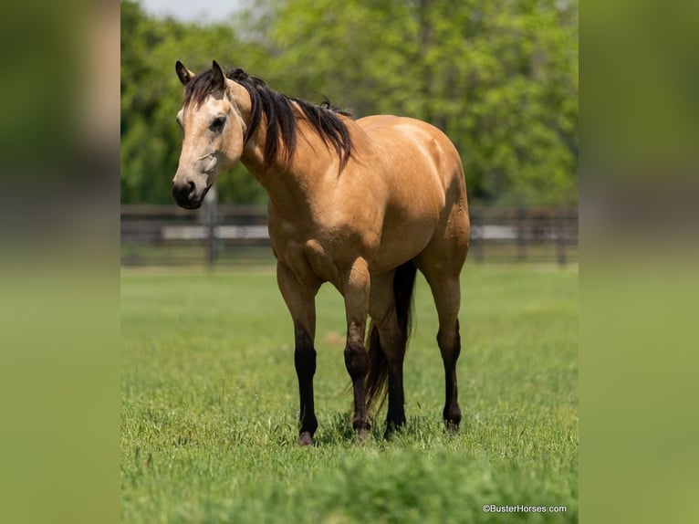 American Quarter Horse Wallach 5 Jahre 152 cm Buckskin in Weatherford TX