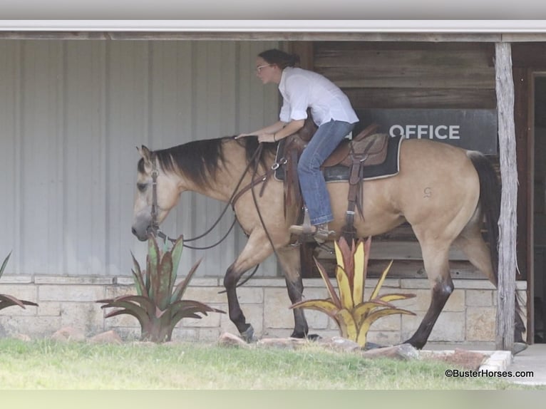 American Quarter Horse Wallach 5 Jahre 152 cm Buckskin in Weatherford TX