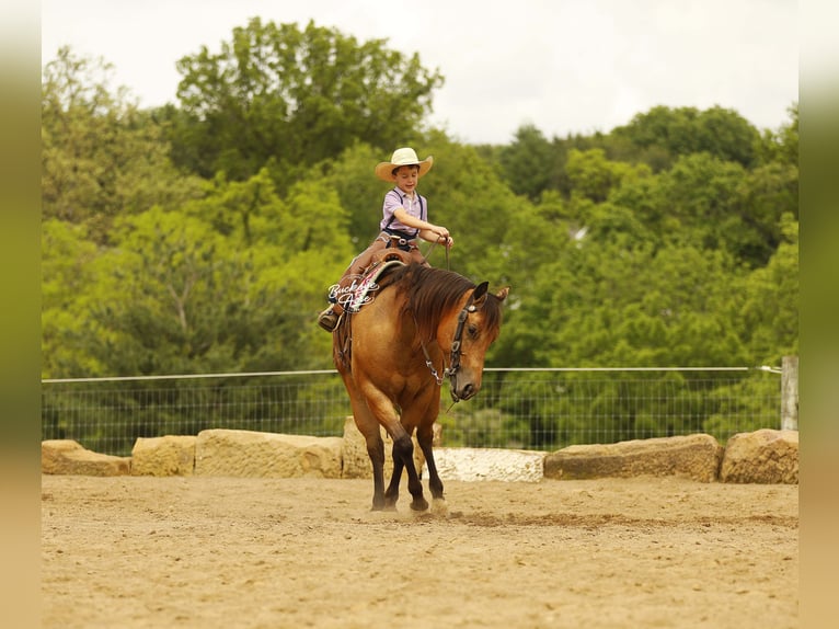 American Quarter Horse Wallach 5 Jahre 152 cm Buckskin in Millersburg