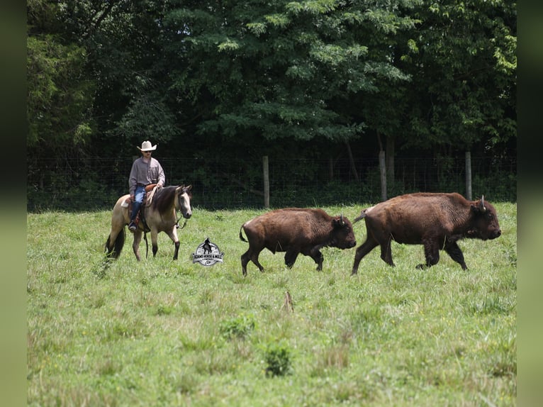 American Quarter Horse Wallach 5 Jahre 152 cm Buckskin in Gladstone