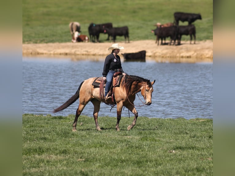 American Quarter Horse Wallach 5 Jahre 152 cm Buckskin in Mount Vernon