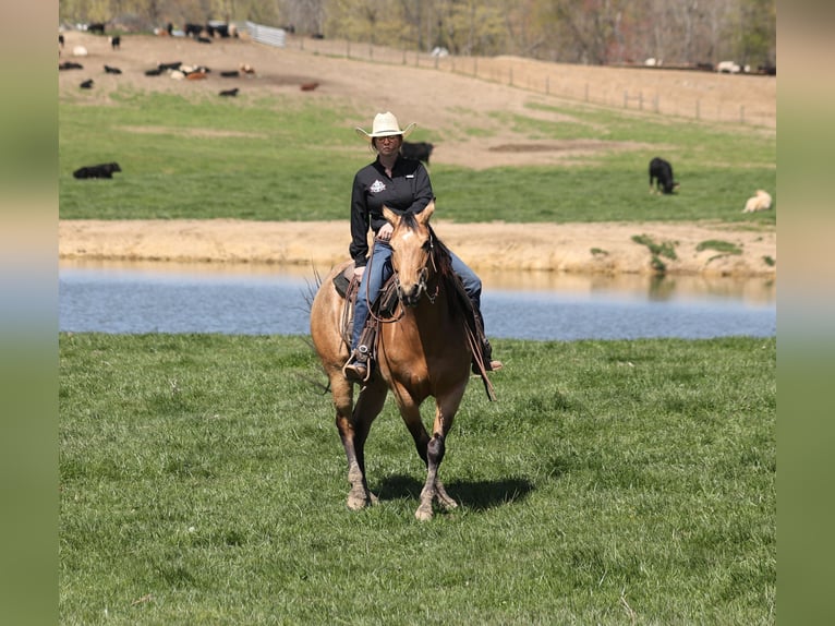 American Quarter Horse Wallach 5 Jahre 152 cm Buckskin in Mount Vernon