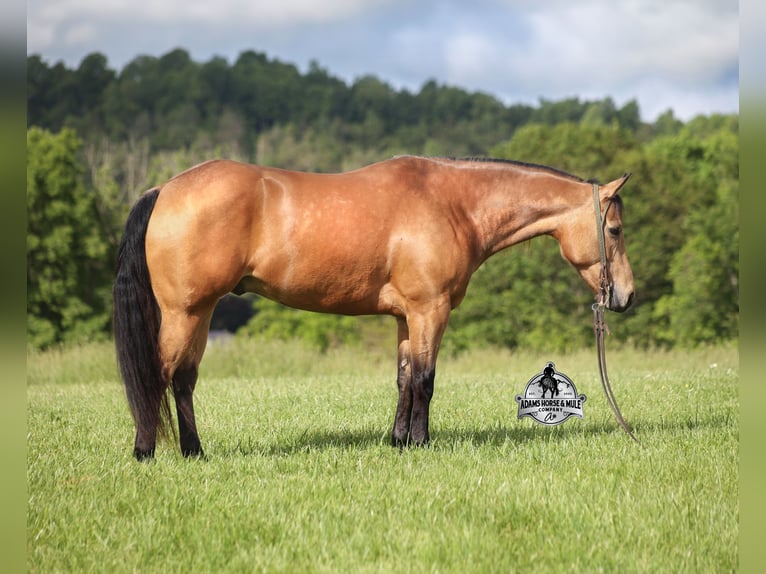 American Quarter Horse Wallach 5 Jahre 152 cm Buckskin in Mount Vernon