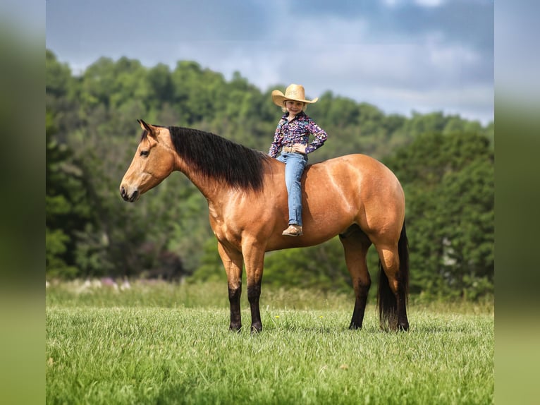 American Quarter Horse Wallach 5 Jahre 152 cm Buckskin in Mount Vernon