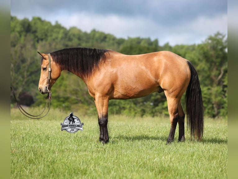American Quarter Horse Wallach 5 Jahre 152 cm Buckskin in Mount Vernon