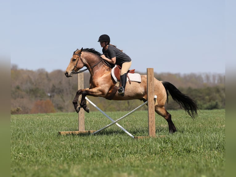 American Quarter Horse Wallach 5 Jahre 152 cm Buckskin in Mount Vernon