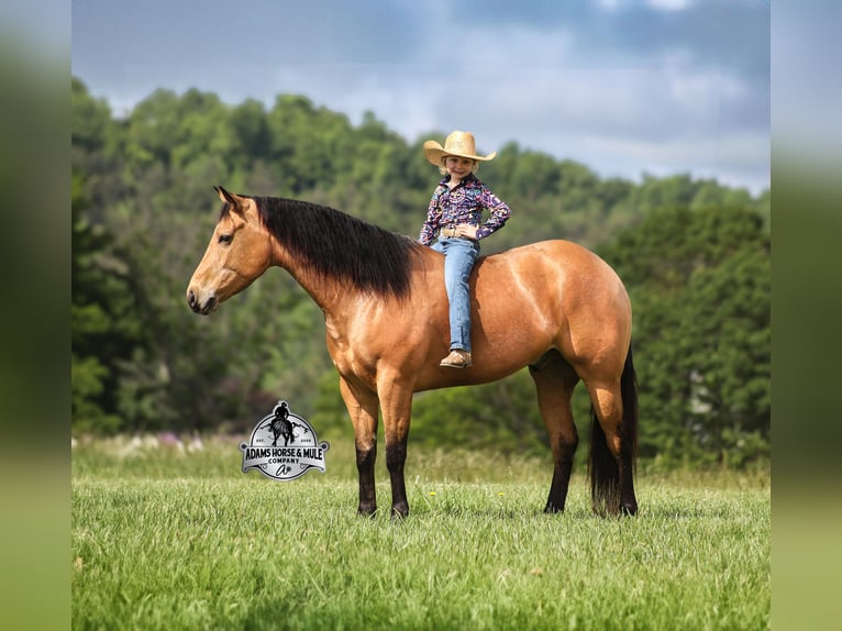 American Quarter Horse Wallach 5 Jahre 152 cm Buckskin in Mount Vernon