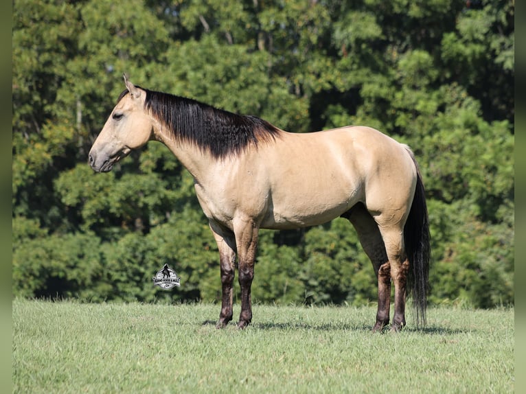 American Quarter Horse Wallach 5 Jahre 152 cm Buckskin in Mount Vernon