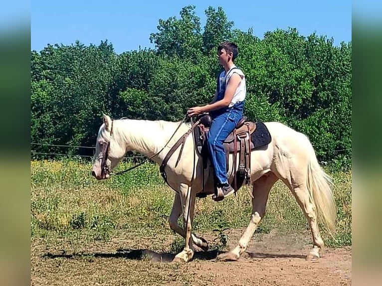 American Quarter Horse Wallach 5 Jahre 152 cm Cremello in LaCygne, KS