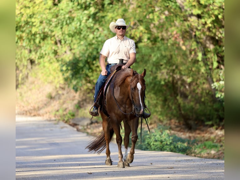 American Quarter Horse Wallach 5 Jahre 152 cm Dunkelfuchs in Buffalo