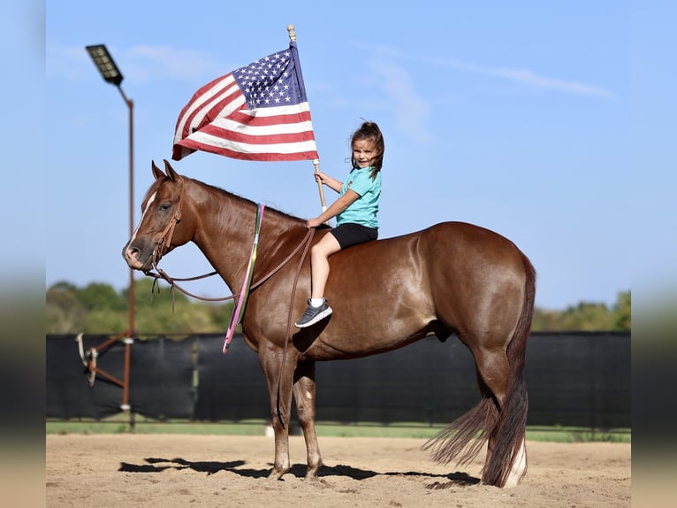 American Quarter Horse Wallach 5 Jahre 152 cm Dunkelfuchs in Buffalo