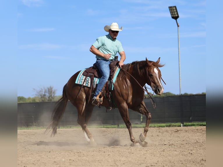 American Quarter Horse Wallach 5 Jahre 152 cm Dunkelfuchs in Buffalo