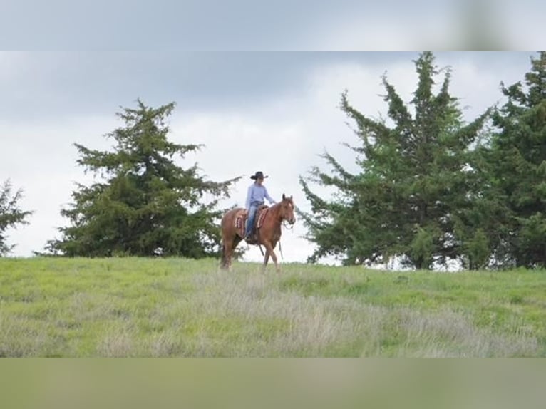 American Quarter Horse Wallach 5 Jahre 152 cm Dunkelfuchs in Canadian, TX
