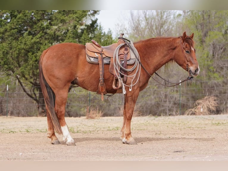 American Quarter Horse Wallach 5 Jahre 152 cm Dunkelfuchs in Canadian, TX