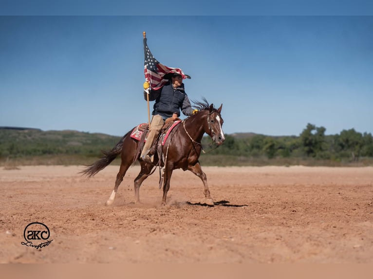 American Quarter Horse Wallach 5 Jahre 152 cm Dunkelfuchs in Canyon