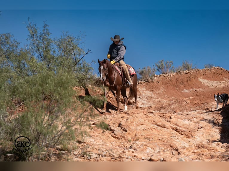 American Quarter Horse Wallach 5 Jahre 152 cm Dunkelfuchs in Canyon