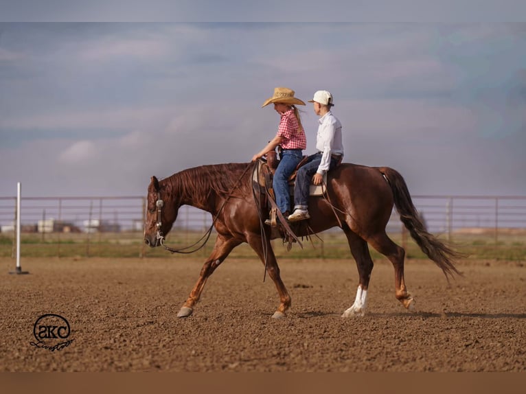 American Quarter Horse Wallach 5 Jahre 152 cm Dunkelfuchs in Canyon