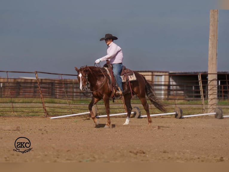 American Quarter Horse Wallach 5 Jahre 152 cm Dunkelfuchs in Canyon