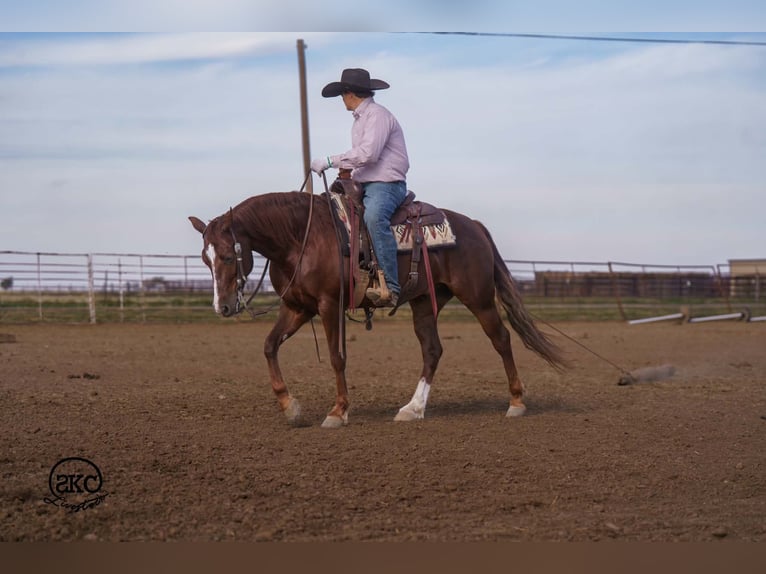 American Quarter Horse Wallach 5 Jahre 152 cm Dunkelfuchs in Canyon