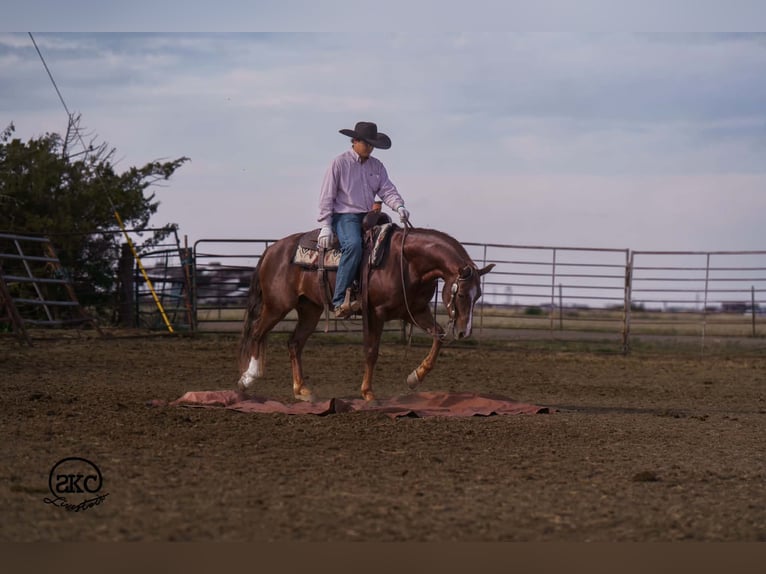 American Quarter Horse Wallach 5 Jahre 152 cm Dunkelfuchs in Canyon