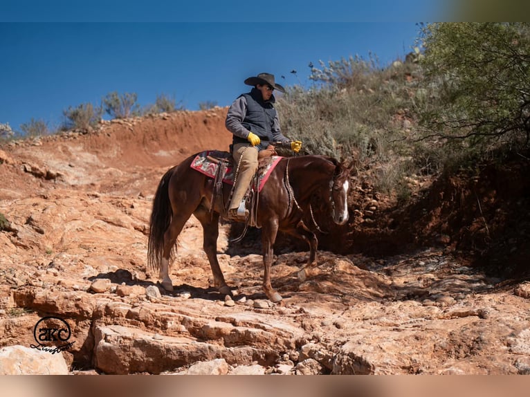 American Quarter Horse Wallach 5 Jahre 152 cm Dunkelfuchs in Canyon
