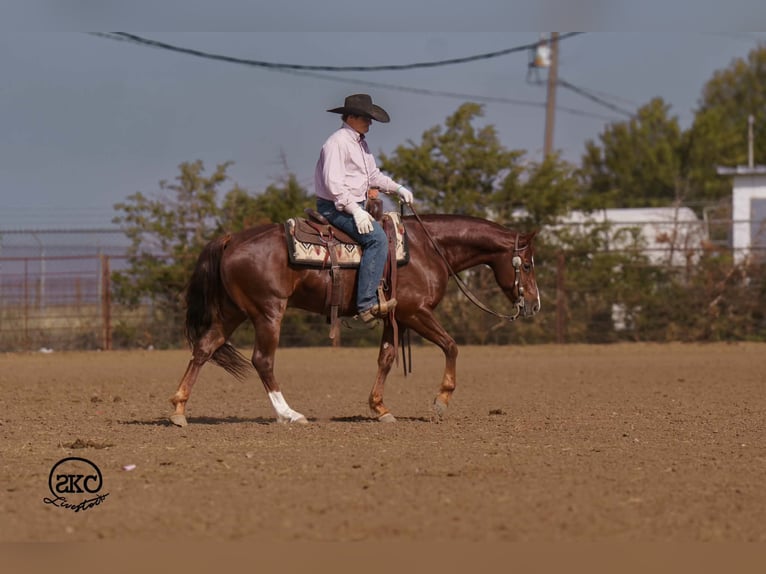 American Quarter Horse Wallach 5 Jahre 152 cm Dunkelfuchs in Canyon