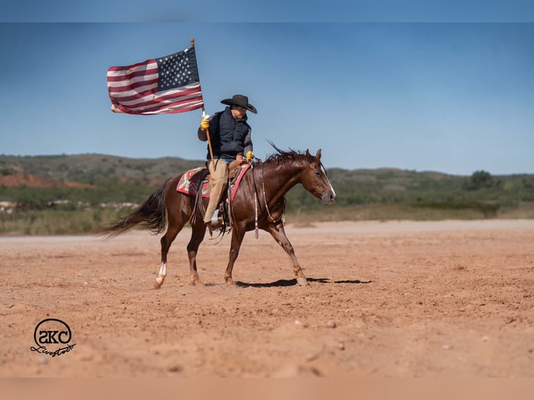 American Quarter Horse Wallach 5 Jahre 152 cm Dunkelfuchs in Canyon