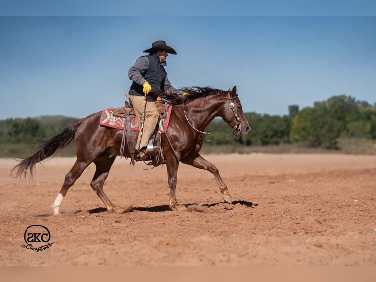American Quarter Horse Wallach 5 Jahre 152 cm Dunkelfuchs in Canyon