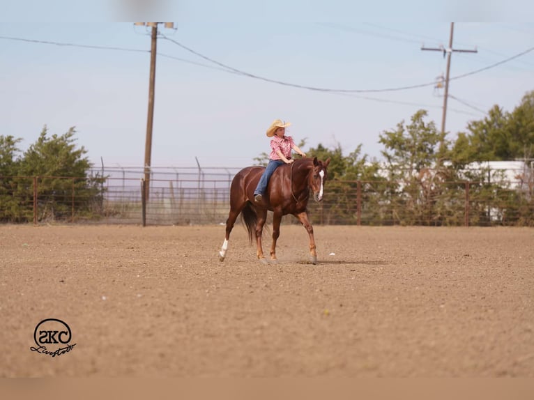 American Quarter Horse Wallach 5 Jahre 152 cm Dunkelfuchs in Canyon