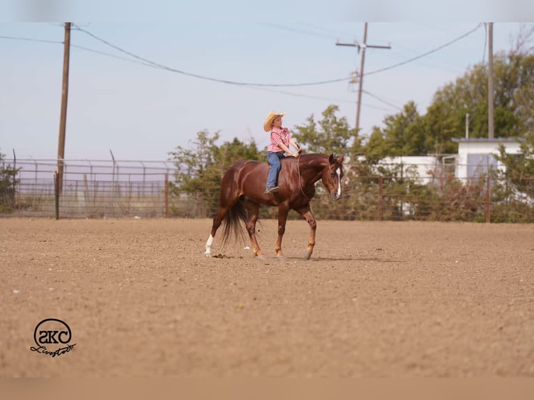 American Quarter Horse Wallach 5 Jahre 152 cm Dunkelfuchs in Canyon