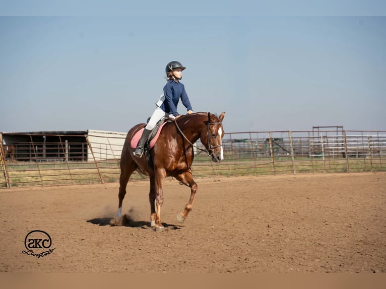 American Quarter Horse Wallach 5 Jahre 152 cm Dunkelfuchs in Canyon