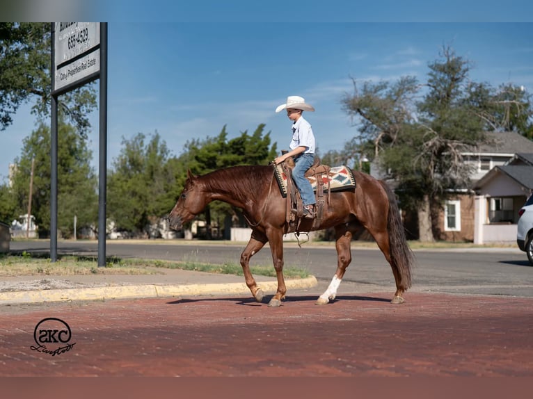 American Quarter Horse Wallach 5 Jahre 152 cm Dunkelfuchs in Canyon