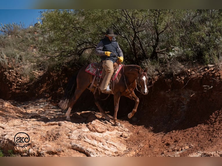 American Quarter Horse Wallach 5 Jahre 152 cm Dunkelfuchs in Canyon