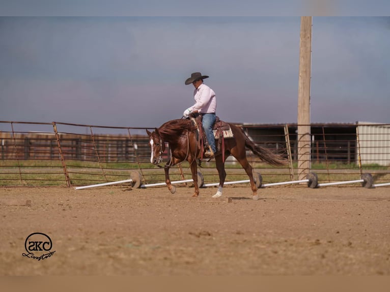 American Quarter Horse Wallach 5 Jahre 152 cm Dunkelfuchs in Canyon