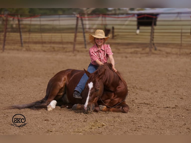 American Quarter Horse Wallach 5 Jahre 152 cm Dunkelfuchs in Canyon