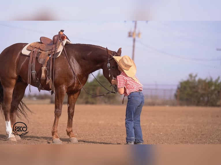 American Quarter Horse Wallach 5 Jahre 152 cm Dunkelfuchs in Canyon
