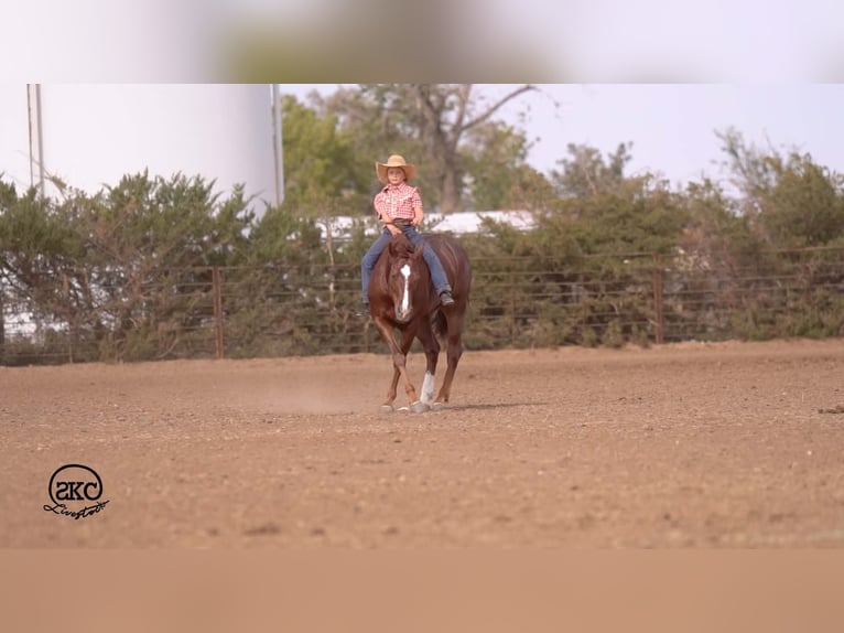 American Quarter Horse Wallach 5 Jahre 152 cm Dunkelfuchs in Canyon
