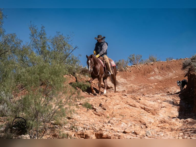 American Quarter Horse Wallach 5 Jahre 152 cm Dunkelfuchs in Canyon
