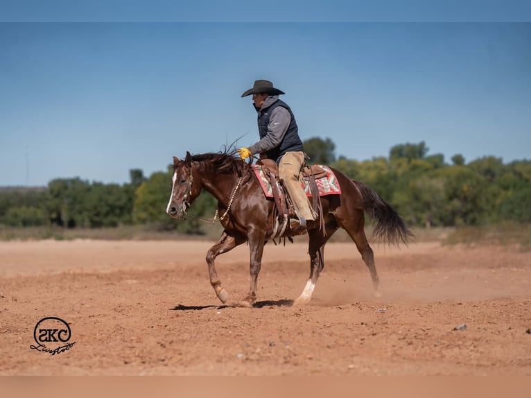 American Quarter Horse Wallach 5 Jahre 152 cm Dunkelfuchs in Canyon