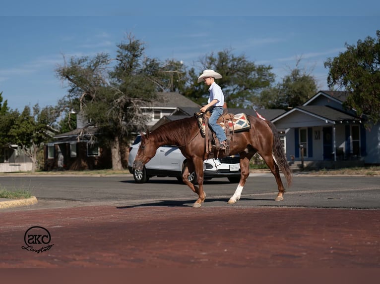 American Quarter Horse Wallach 5 Jahre 152 cm Dunkelfuchs in Canyon