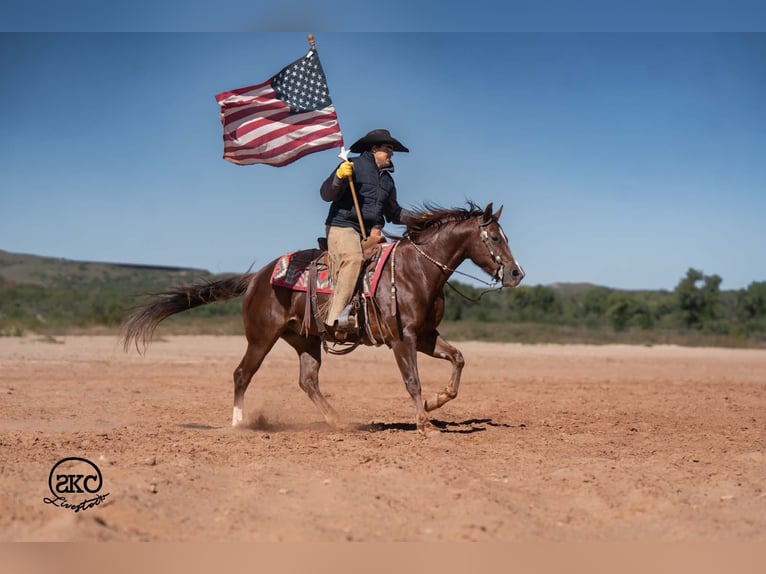 American Quarter Horse Wallach 5 Jahre 152 cm Dunkelfuchs in Canyon