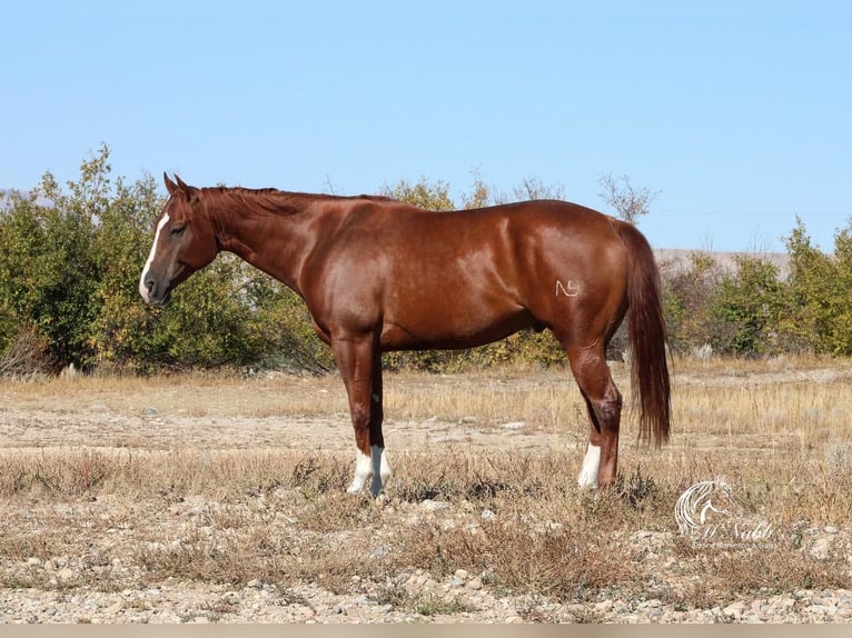 American Quarter Horse Wallach 5 Jahre 152 cm Dunkelfuchs in Cody, WY