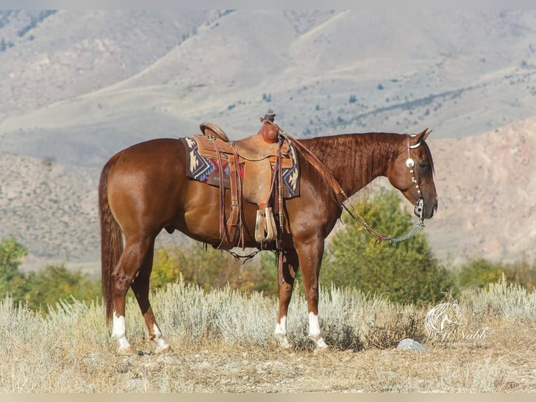 American Quarter Horse Wallach 5 Jahre 152 cm Dunkelfuchs in Cody, WY