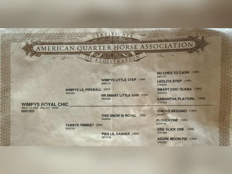 American Quarter Horse Wallach 5 Jahre 152 cm Dunkelfuchs in Jacksboro, TX