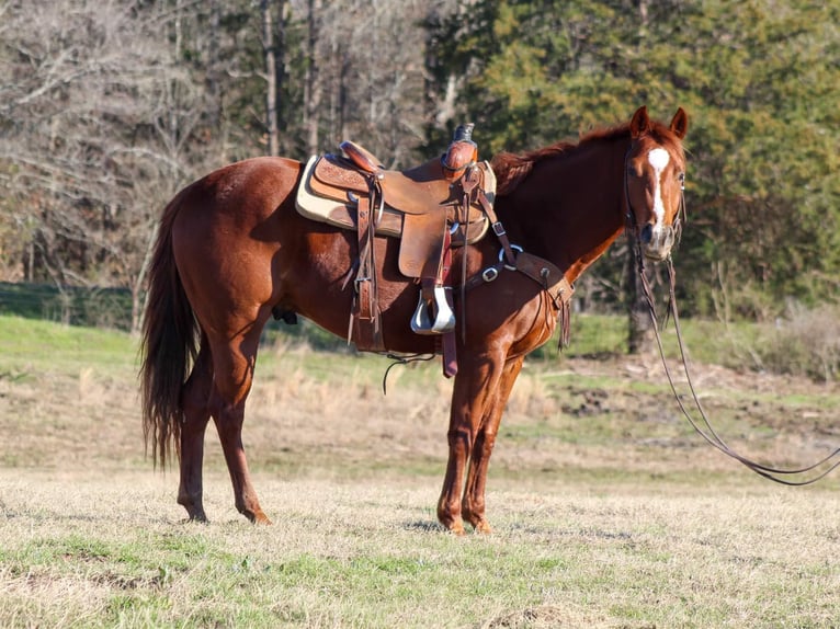 American Quarter Horse Wallach 5 Jahre 152 cm Dunkelfuchs in Canton TX