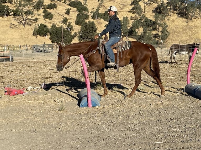 American Quarter Horse Wallach 5 Jahre 152 cm Dunkelfuchs in Paicines CA