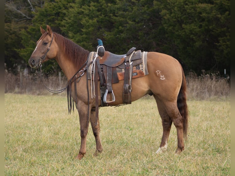 American Quarter Horse Wallach 5 Jahre 152 cm Falbe in Greensburg KY