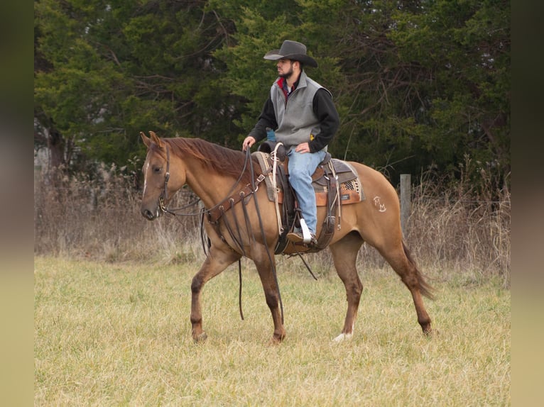 American Quarter Horse Wallach 5 Jahre 152 cm Falbe in Greensburg KY