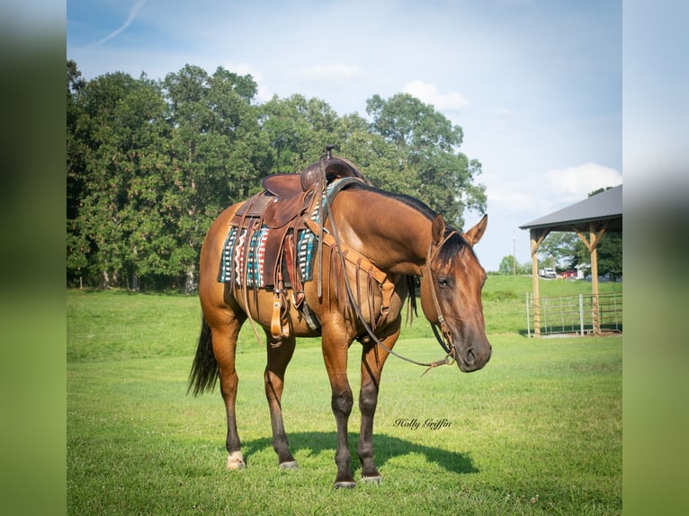 American Quarter Horse Wallach 5 Jahre 152 cm Falbe in Greenville Ky